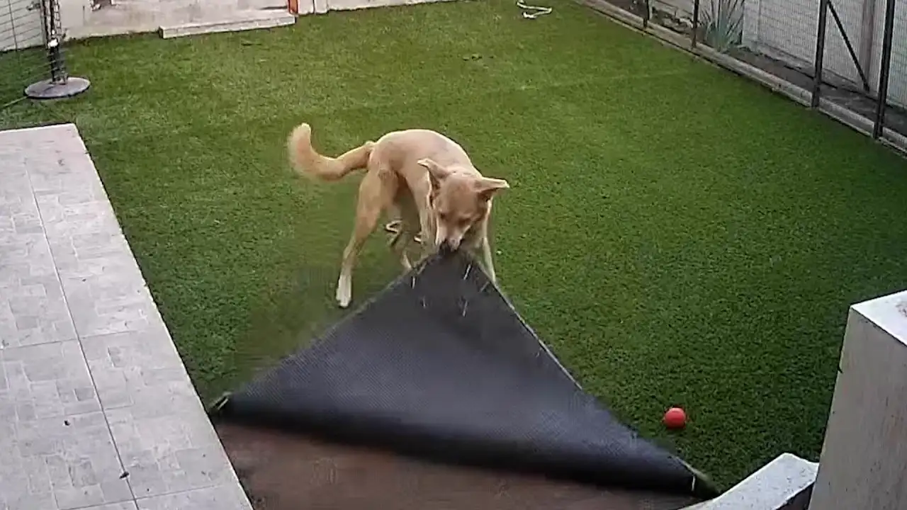 BEST Caught-on-Cam Videos of 2024 | FUNNY Pet Clips