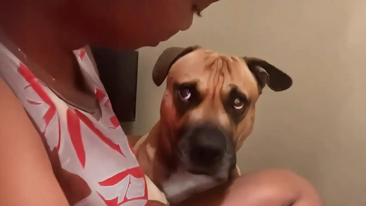 No One Warmed Me About Dogs' Attitudes ๐ New Funny Dog Videos 2025