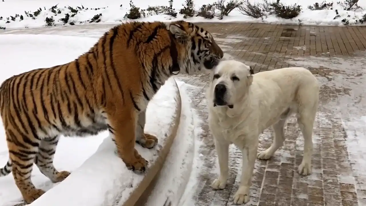 π 30 Minutes of ADORABLE Wild Animals π» | Funny Pet Videos