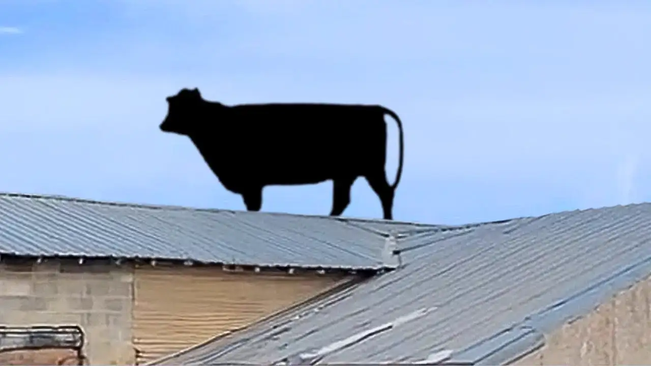 The FUNNIEST Farm Animals ๐คฃ ๐๐ท