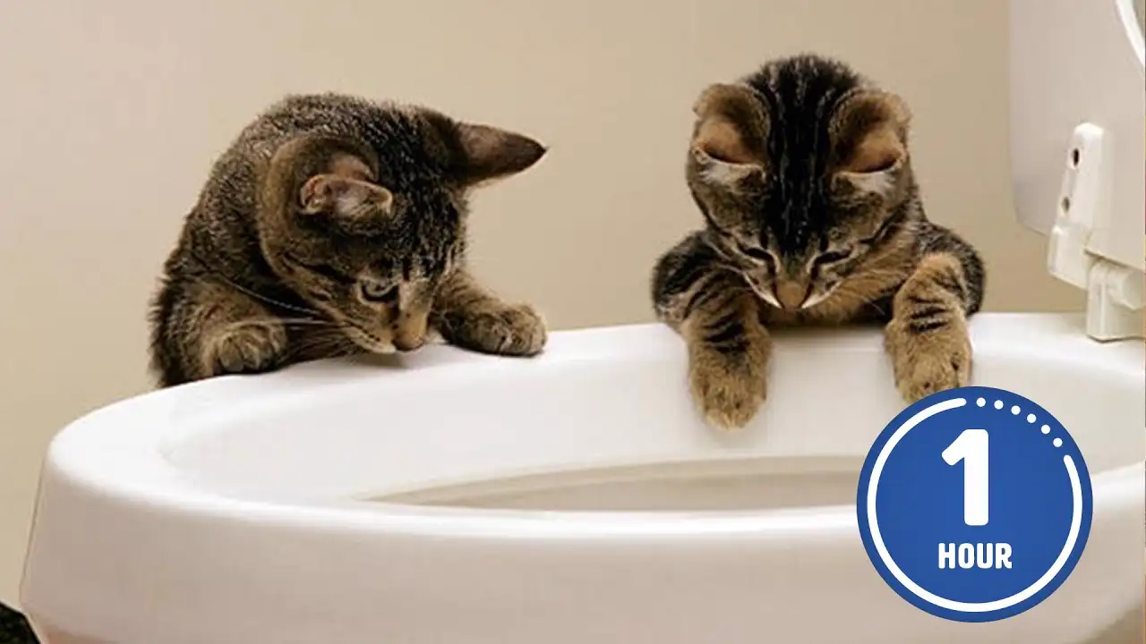 These CATS are too FUNNY! π€£ | New Cat Videos 2025