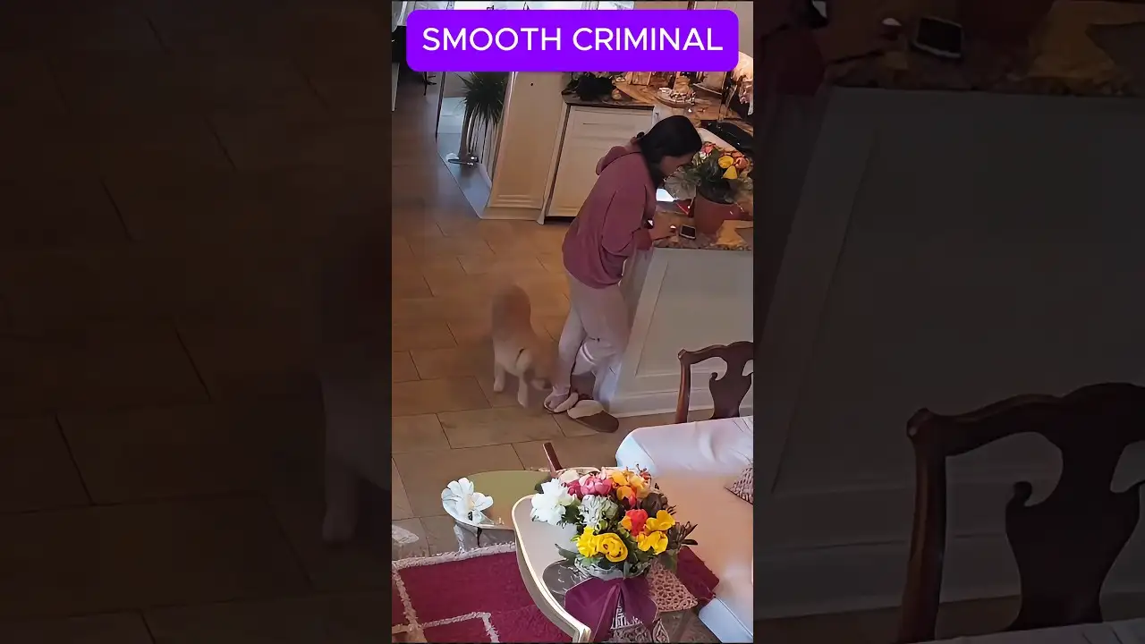 The SMOOTH CRIMINAL Dog That's Stealing Hearts
