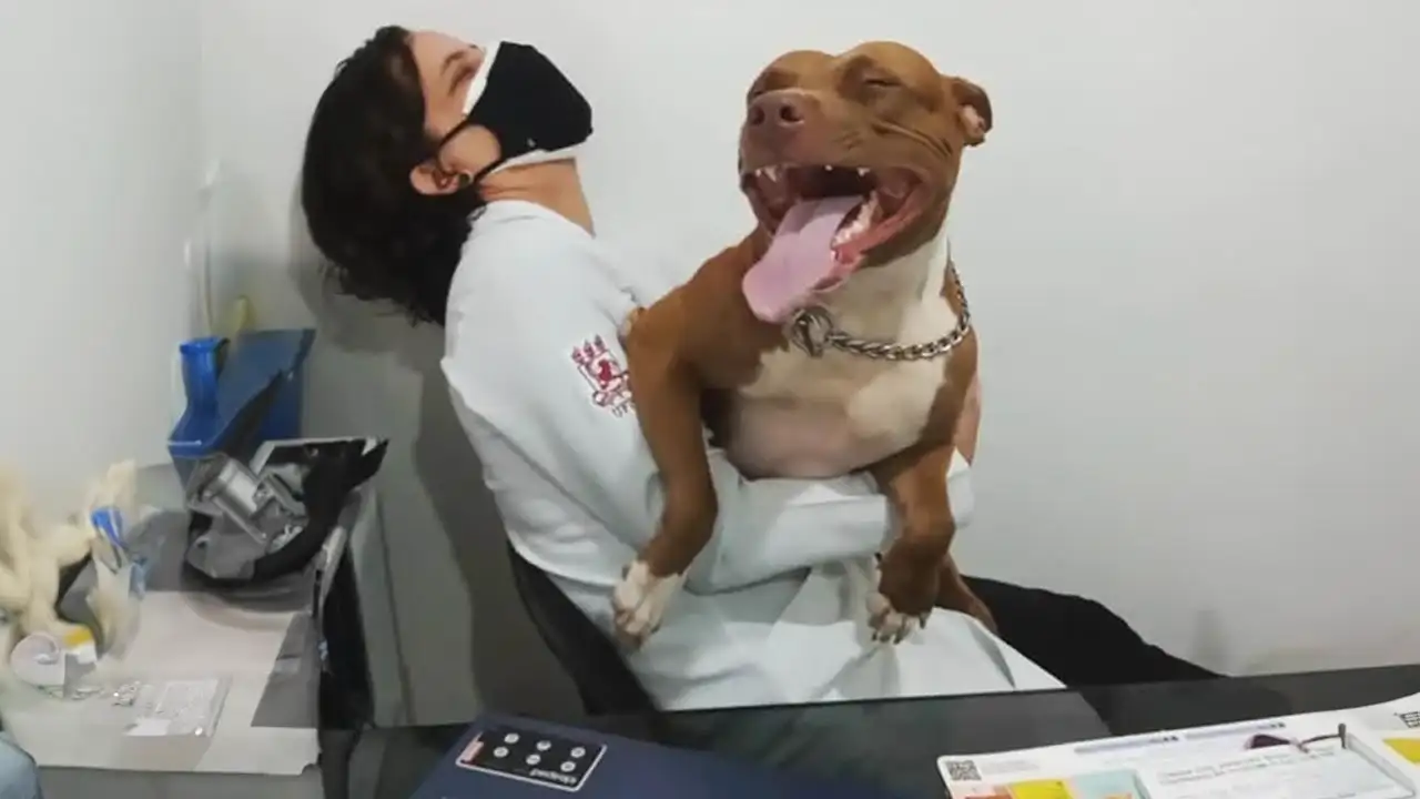 When Your Dog Is A Pro At Vet Visits Funniest Dog Reaction