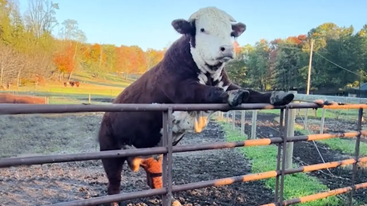 Funniest ANIMALS Videos 2025 That Will Blow Your Mind! π