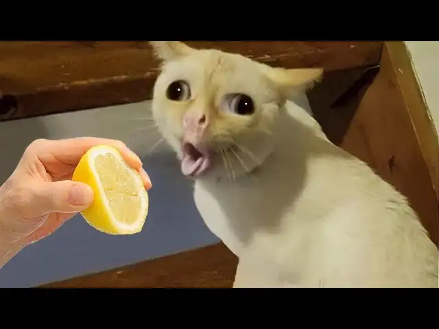 Rire aux larmes avec ces animaux hilarants π