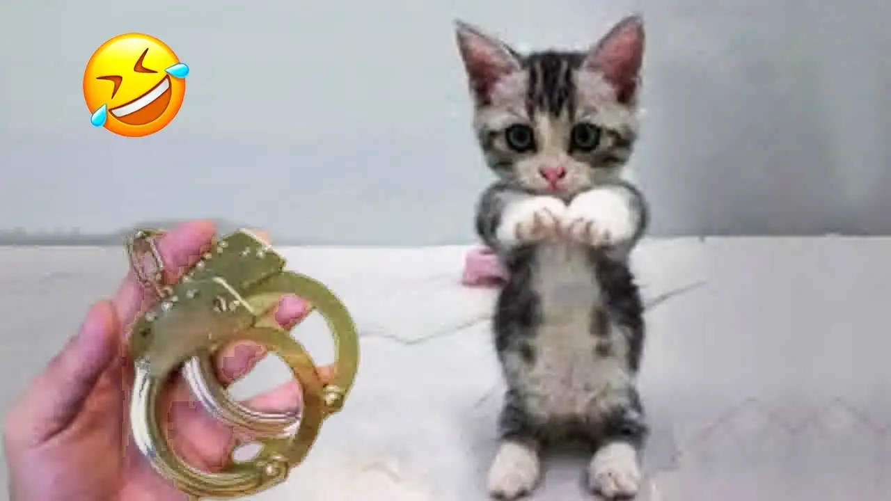 Hilarious pets will brighten your mood instantly! ๐น