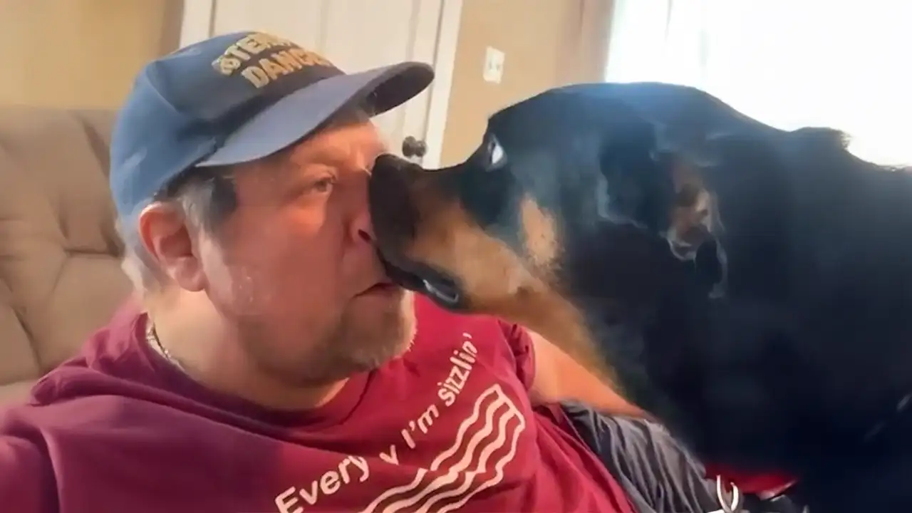 When You Have Comedian Dog 😂 Funny Dog and Human Videos