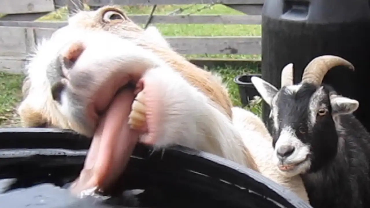 Funniest Farm Animals