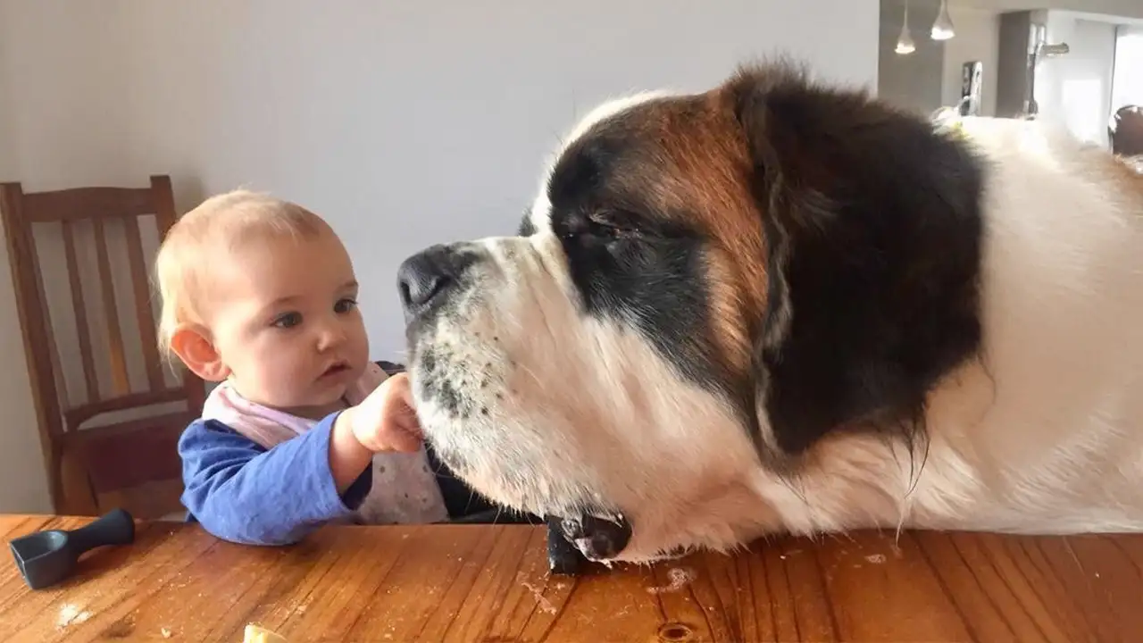 When Big Dogs Become the Sweetest Babysitters β€οΈ
