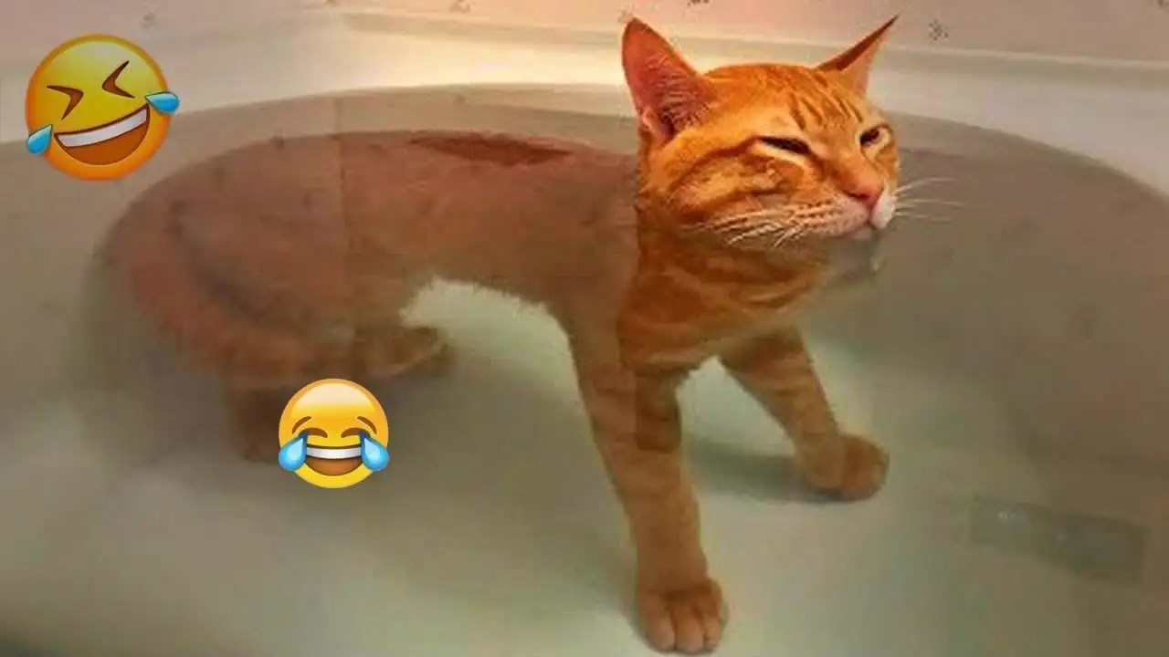 New Funny Cat and Dog Videos 😹🐶 Funniest Animals 🤣 Part 4