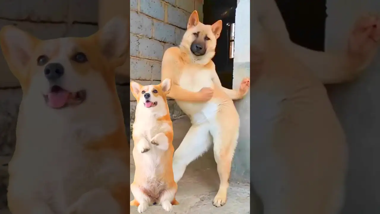 Funny Dog Dancing Video ๐ #dog #puppy #dogdance #puppydance