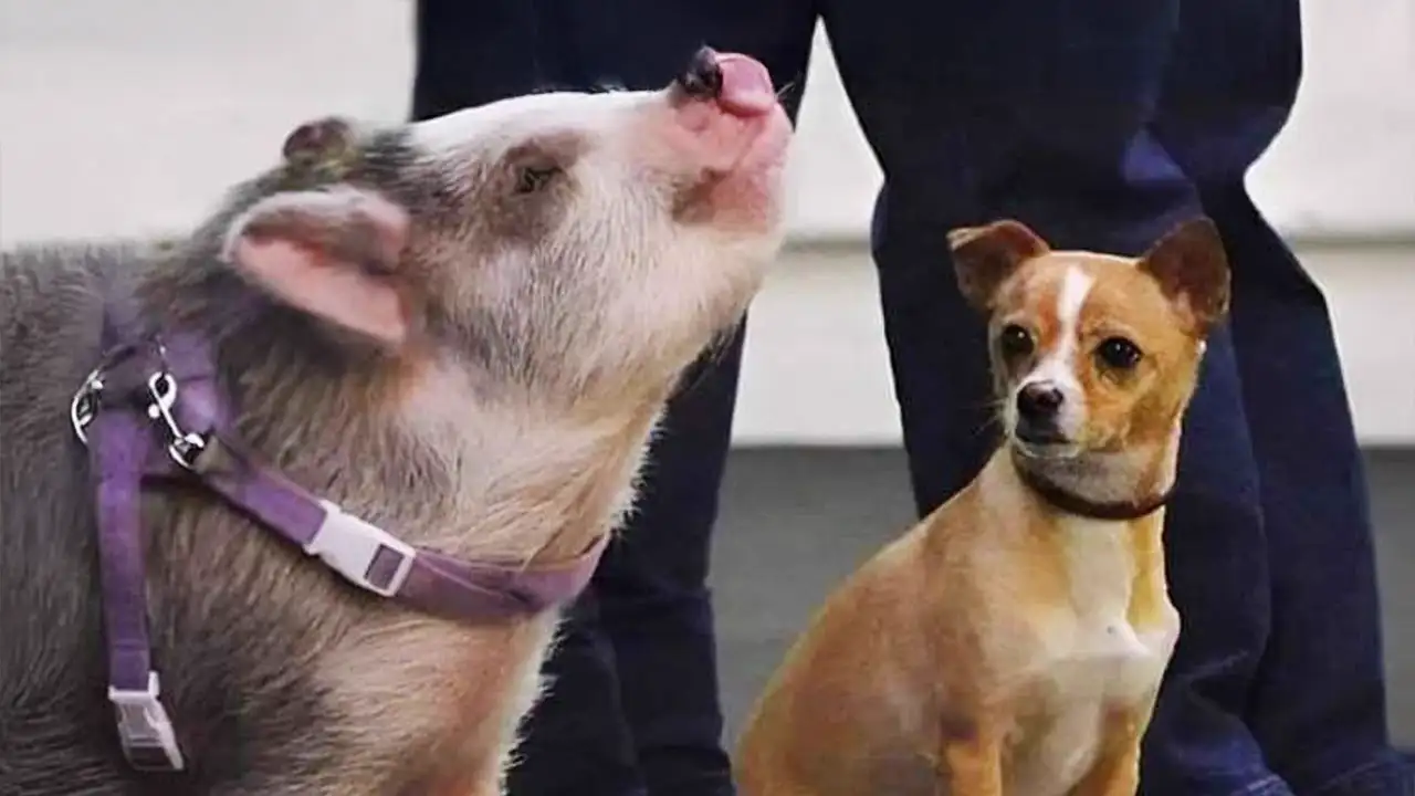 Funniest ANIMAL Videos That Will Have You Rolling on the Floor! 😂 Best Funny Animals Video 2025