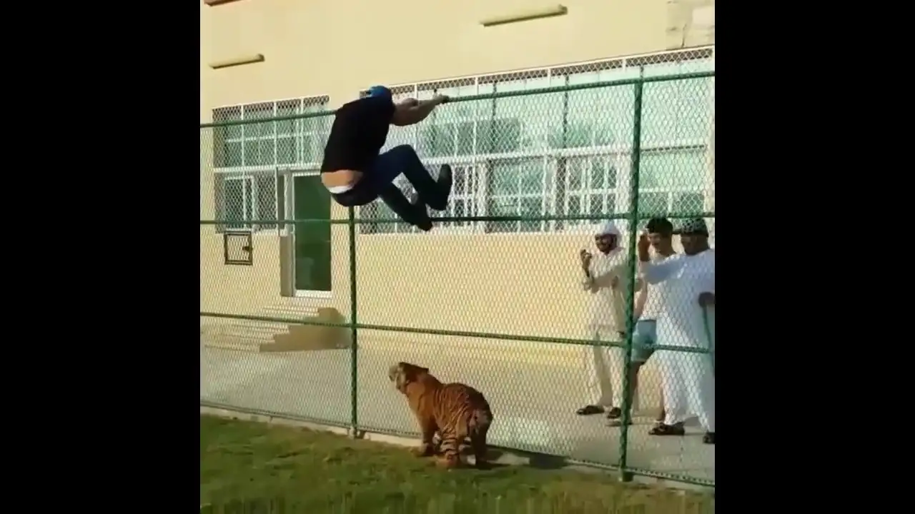 Dubai pets funny compilation